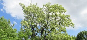 В Запорожье расцвели акации