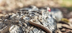 День хищников в Одессе: на Фонтане нашли большую змею, а в Белгород-Днестровском крокодила