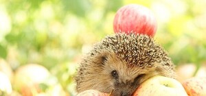 Яблочный Спас в Симферополе: где и когда будут отмечать, традиции