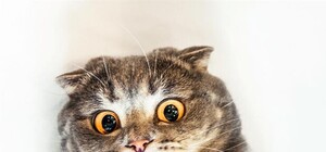 Сувенир из Тернополя: киевлянин обнаружил крысу в палке колбасы