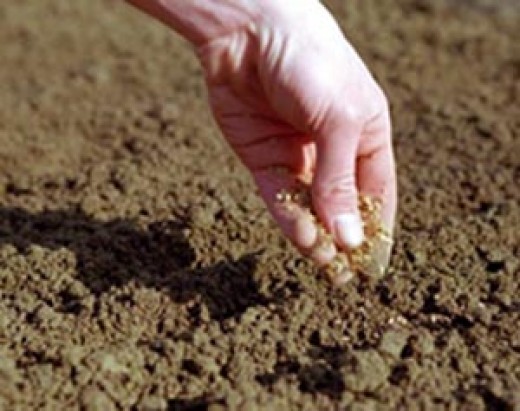 Природное земледелие предполагает особый подход к земле. Фото с сайта dp.ric.ua