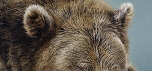 Озверевшие: пользователей соцсетей возмутил корпоратив с медведем