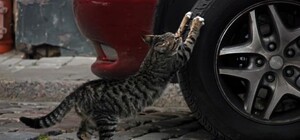 И так сойдет: днепровские маршрутки ездят на лысой резине