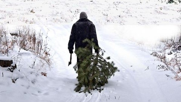 Новость - События - Праздник приближается: мужчина незаконно вырубал больше 40 елок