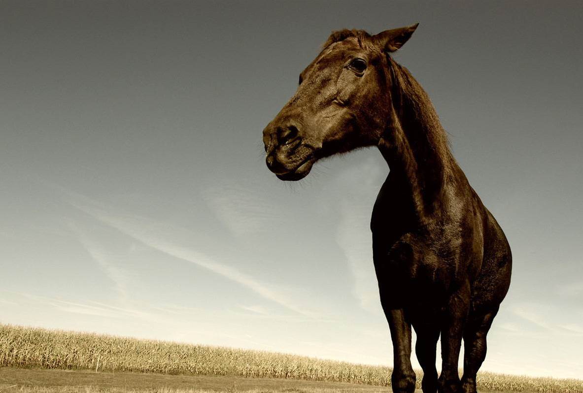 Новость - События - Скандал с лошадьми: активисты пытаются спасти умирающих животных