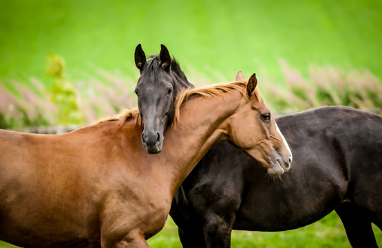 Новость - События - Смотри: в Днепре показали, как лечат спасенных из голодного плена лошадей