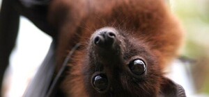 Милая находочка: на балконе запорожской квартиры обнаружили несколько сотен летучих мышей