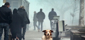 Денег нет: в Симферополе не будут отлавливать бродячих псов