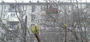 Зима не помеха: в Днепре нашли сирень с зелеными почками