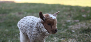 Фотофакт: зоопарк 