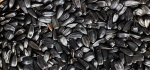 Бизнесмены: в Запорожье подделывали семечки известного бренда