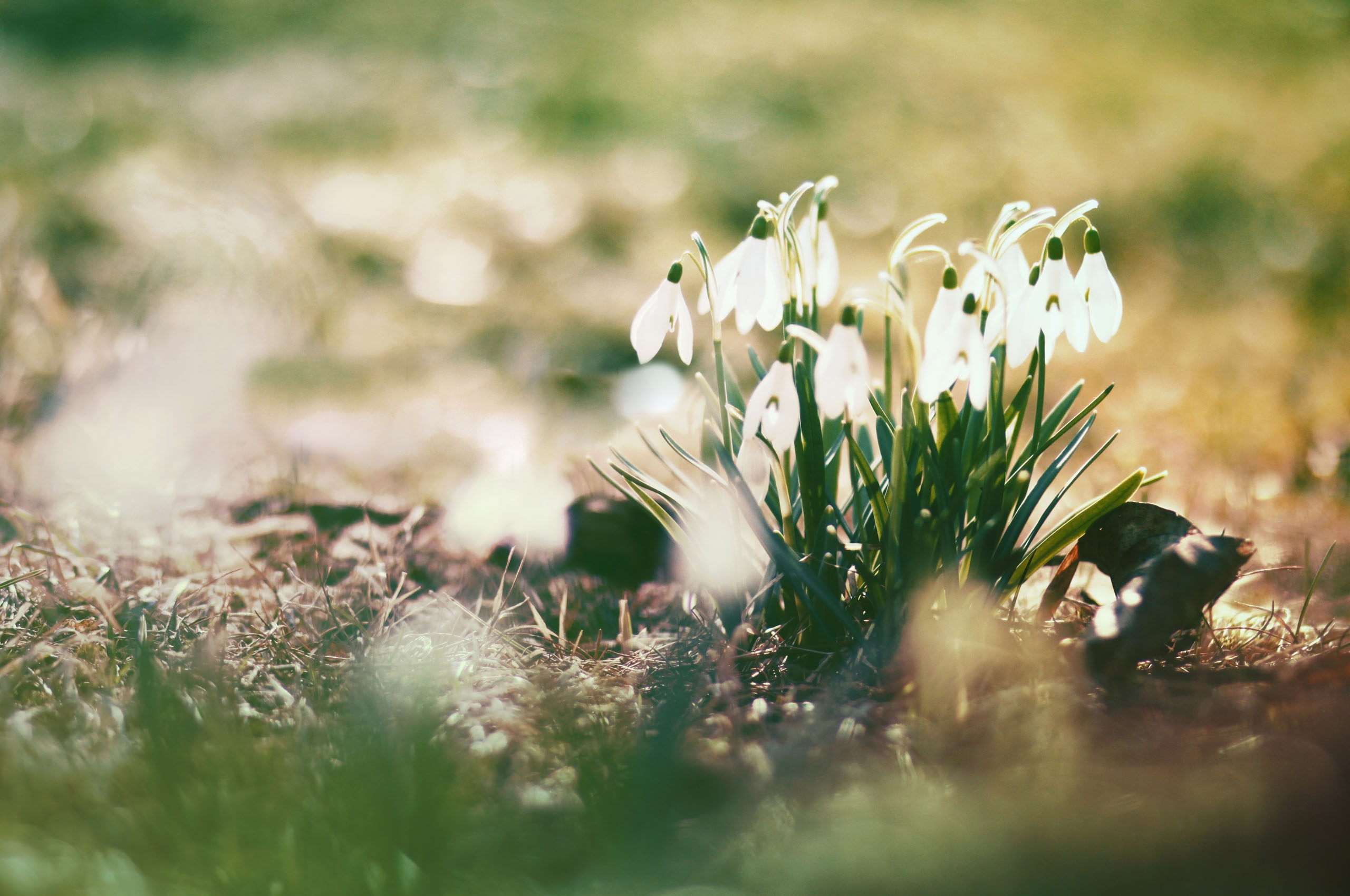 Новость - События - Тепло и солнечно: узнай, какая весна ожидается в Днепре
