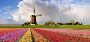 Цветет и пахнет: в честь украинской певицы назвали сорт голландских тюльпанов