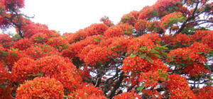 Готовься к даче: в Симферополе будет работать социальная ярмарка для садоводов