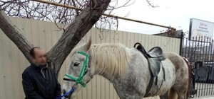 Дерзкое ограбление: в Одессе украли коня