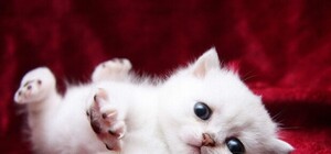 Для сильных женщин: появились духи с ароматом котенка