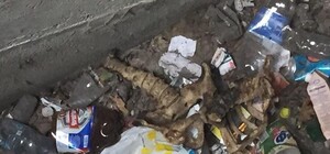 Ужасная находка: под Полтавой мальчик нашел человеческие кости