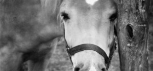 Фотофакт: на выезде из Киева машина задавила лошадь