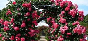 Новое место для селфи: в Крыму откроют самый большой розарий в мире