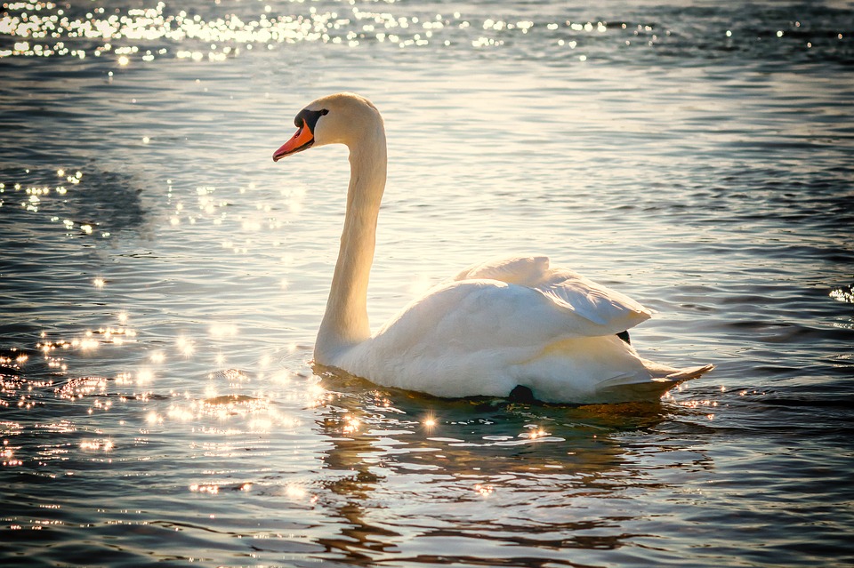 Фото: pixabay.com