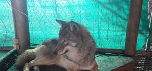 Не обознались: в Запорожье рассекретили особу волка, которого горожане заметили на Бабурке