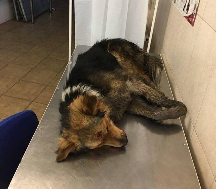 Новость - События - Не спасли: собака, которую в Днепре расстреляли неизвестные, сегодня умерла
