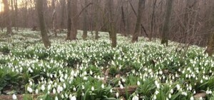 Отримай відповідь: коли до Львова повернеться весна