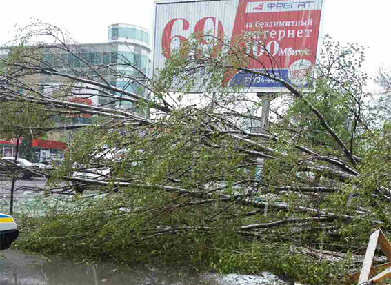 Новость - События - Жертва непогоды: под Днепром упавшее дерево убило женщину