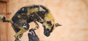 Зоопарк ХІІ месяцев приглашает на свой День рождения