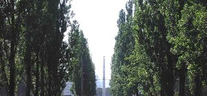 Есть предложение: киевляне просят срубить все тополя в городе