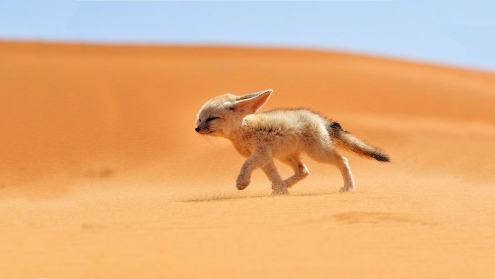 Новость - События - Забег в пустыне: днепрянин пробежал сто километров ради детей