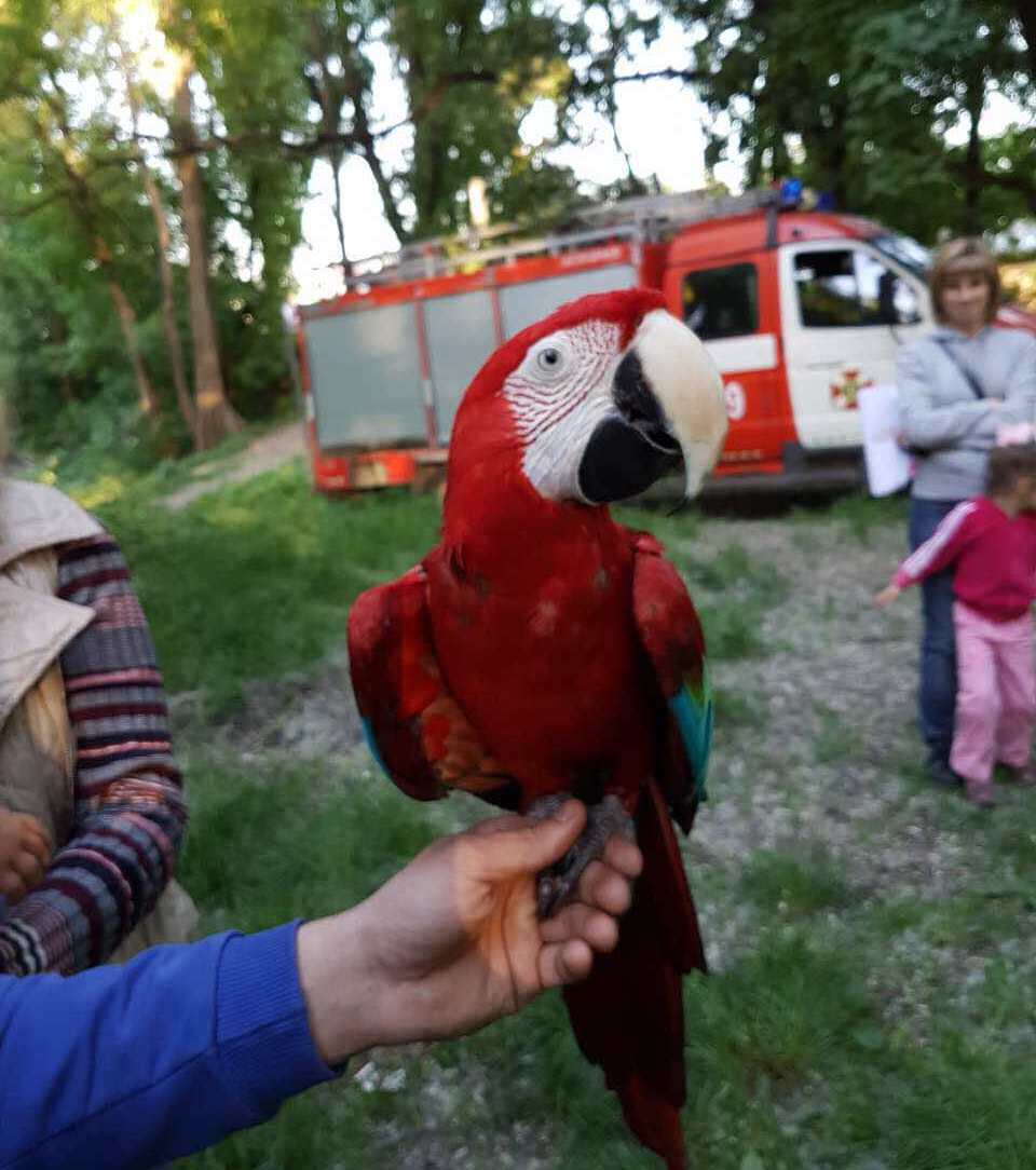 Новость - События - Свободу пернатым: в Днепре спасатели гонялись за попугаем