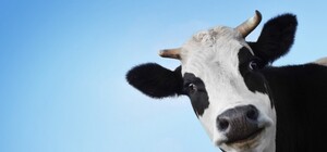 Поспешили на помощь: под Киевом спасатели ГСЧС достали из реки корову