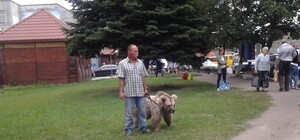 Тісна клітка, сильна спека: ведмедицю з пересувного цирку на Львівщині забрали екологи і поліція