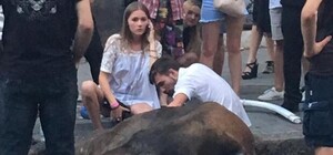 В центре Одессы лошадь упала в обморок от жары