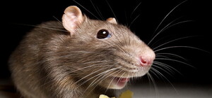 Взяла на пробу: в одном из гипермаркетов столицы в готовых суши заметили мышь