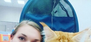 Огромные мейн-куны, сфинксы и шотландцы: в Днепре прошла выставка кошек