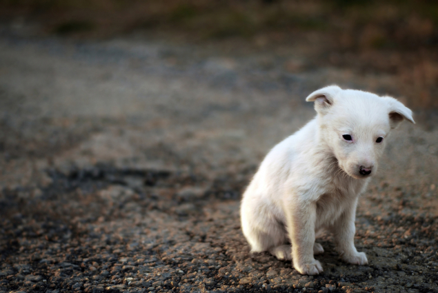 Фото: pixabay.com