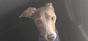 Хеппи-энд: песик со сломанной лапкой вернулся домой