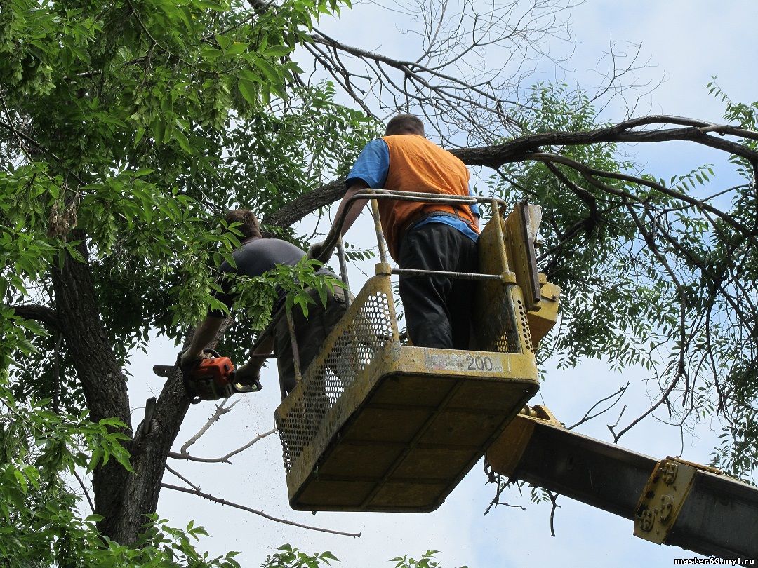 Новость - События - Справедливость восторжествовала: спиливших деревья на Рабочей обязали посадить новые