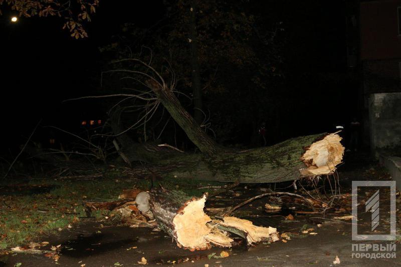 Новость - События - Очередная жертва непогоды: в Кривом Роге упавшее дерево убило человека