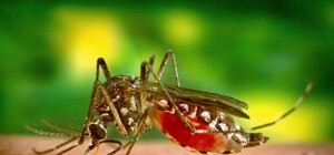 Укусил комар: в Полтаве студентка подхватила тропическую малярию