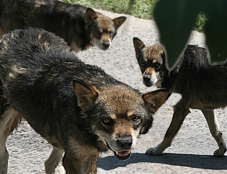 Новость - События - Страшно ходить по улицам: на Парусе стая злых собак нагоняют на жителей ужас