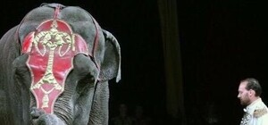 Слон-патріот: у львівському цирку презентували нову програму