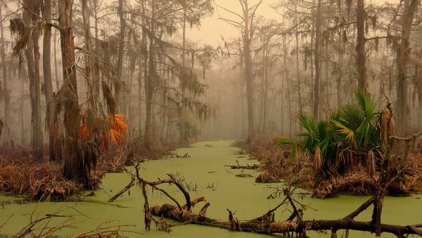 Новость - События - Каналы Венеции или болота Амазонки: во что превращается Днепр