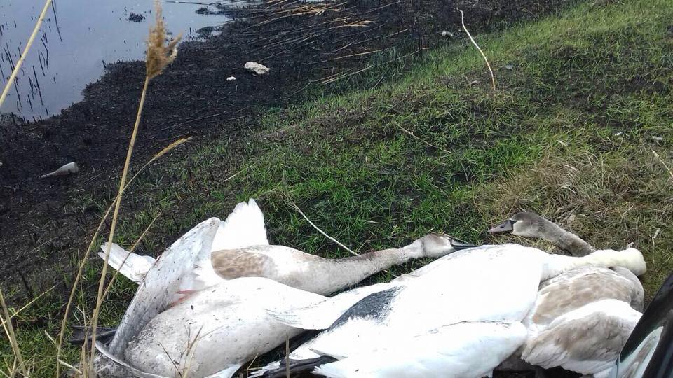 Новость - События - Звери, а не люди: под Днепром изверги расстреляли лебедей
