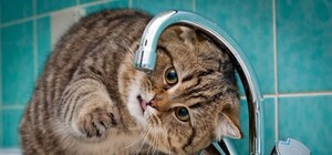 Відкривай гаманець: 