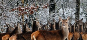 Не пропадут: животным в Межигорье привезли непроданные ели и сосны