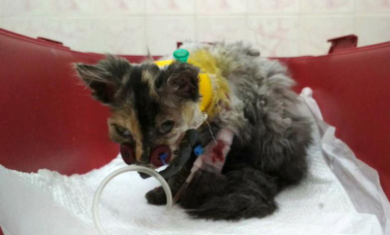 Новость - События - Отрезало челюсть вентилятором: в Днепре для пострадавшего котенка сконструировали специальный аппарат