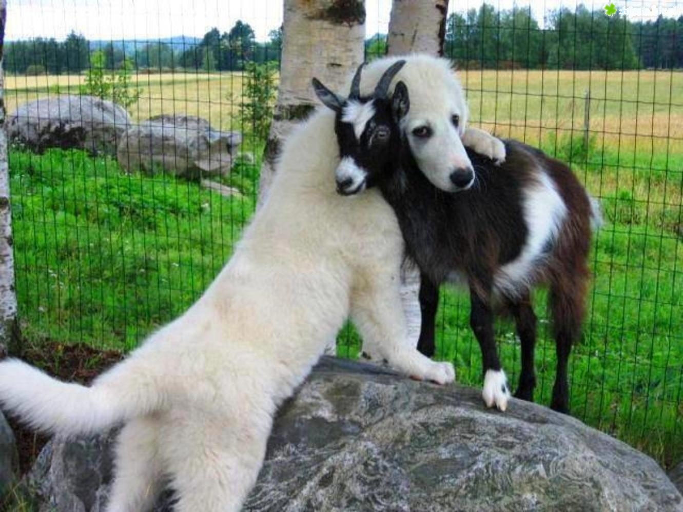 Новость - События - Неуловимая восьмерка: по Днепру скитаются собаки и козы, которые сбились в дикую стаю